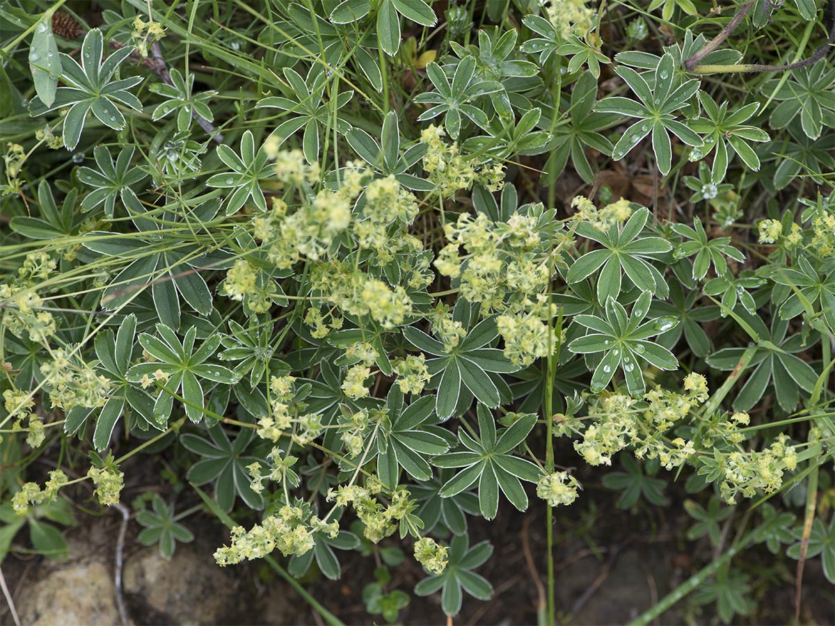 Habitus